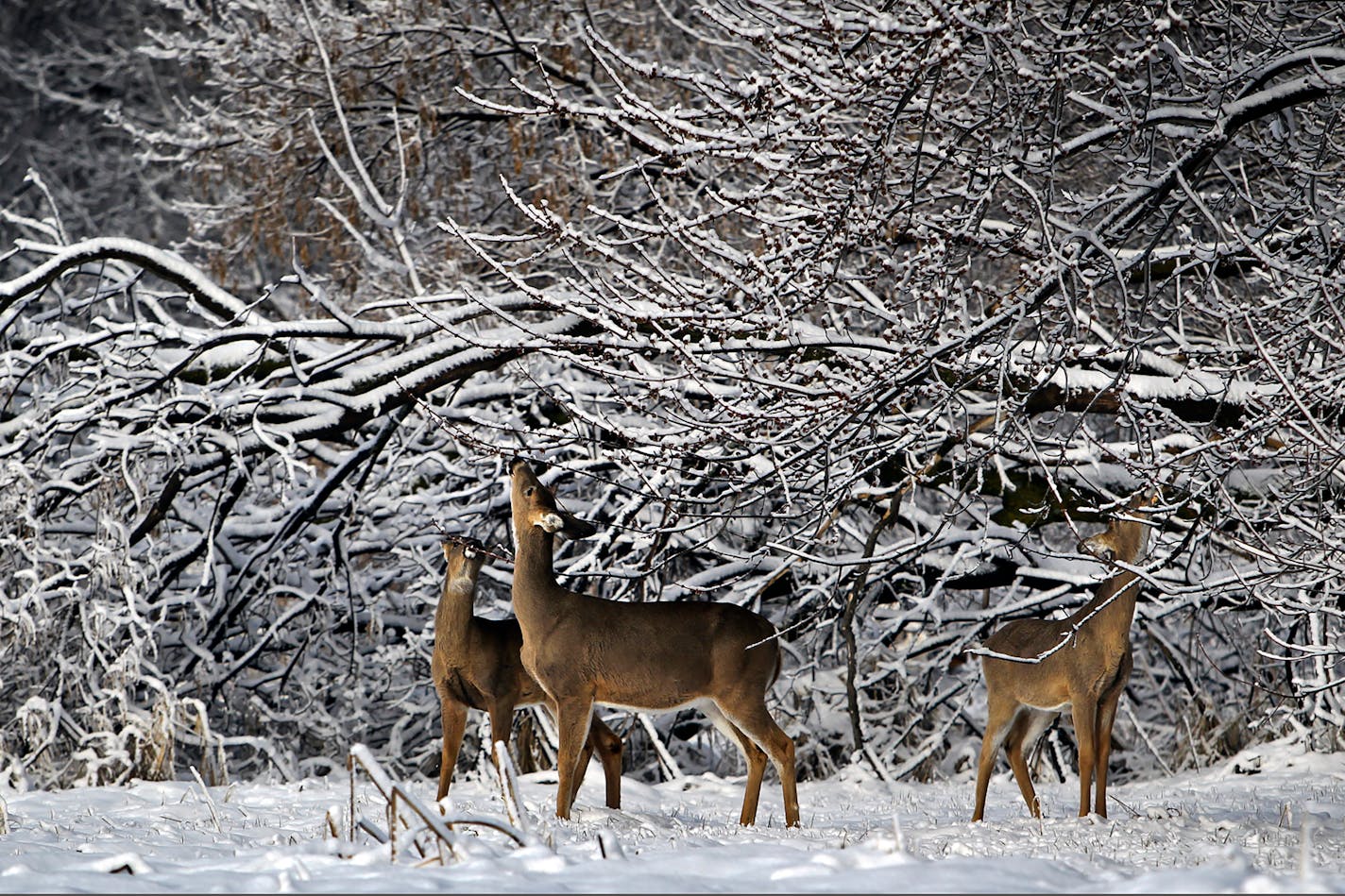 Whitetail deer