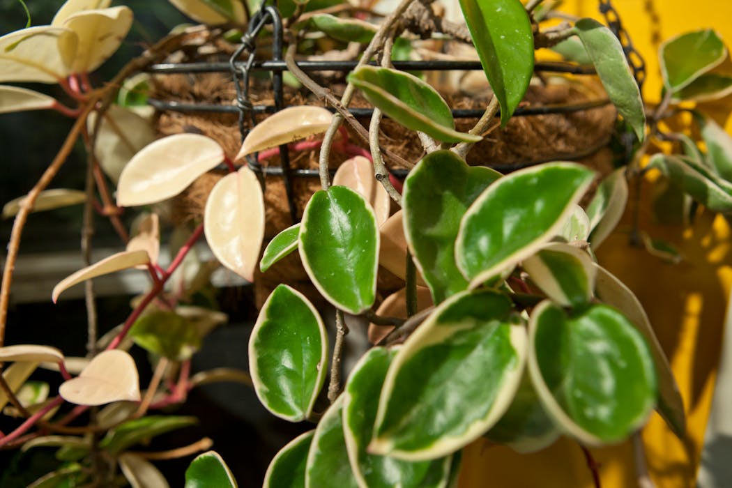 Hoya carnosa variegata aka wax plant.