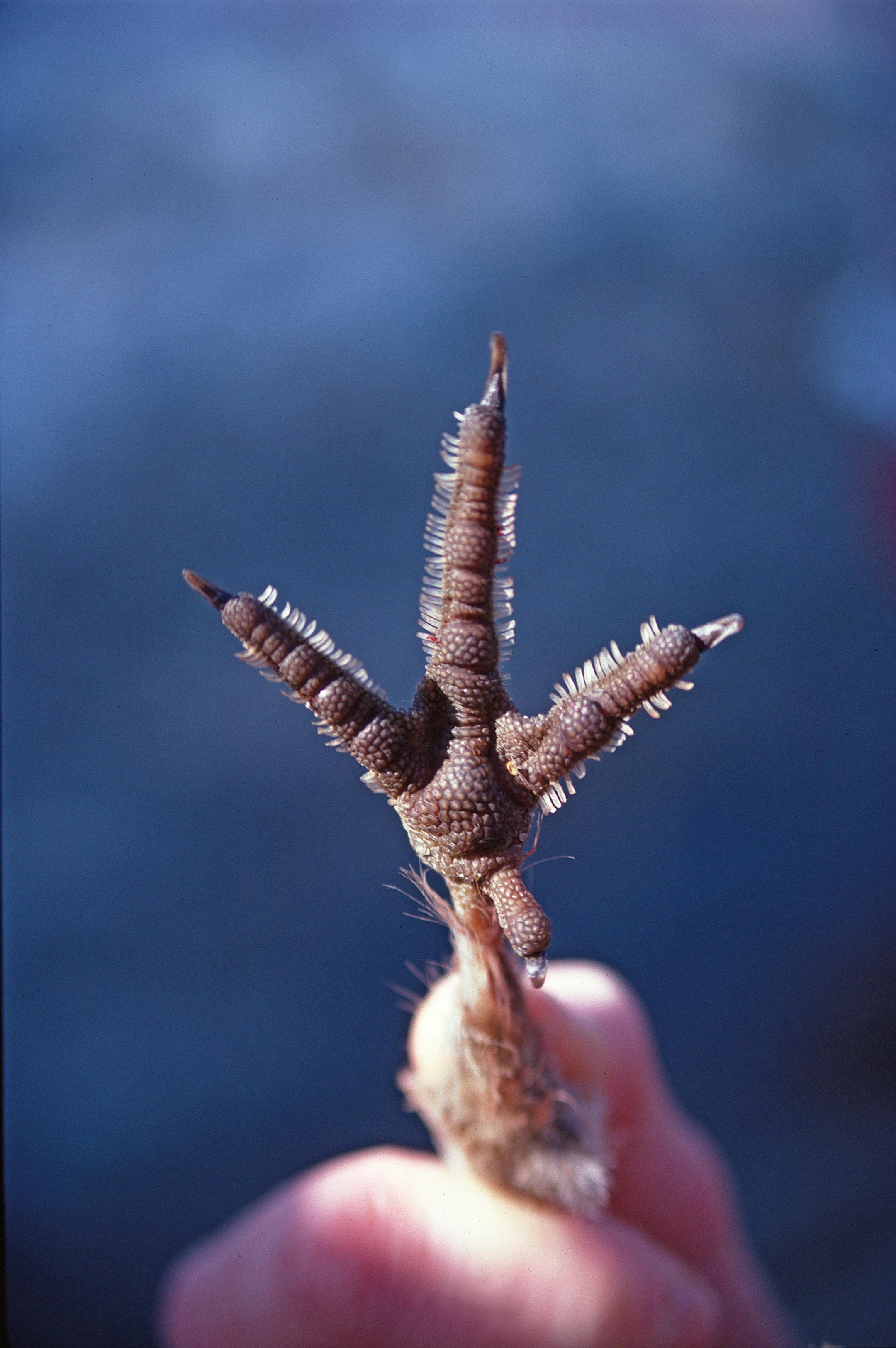 ONE TIME USE, for book review to be published 12/18/13. Grouse grow and shed lateral projections on their toes each year, their winter snowshoes. Photo from A Passion for Grouse, Wild River Press, 2013.