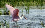 A roseate spoonbill caught in the act in Bloomington on Sunday.