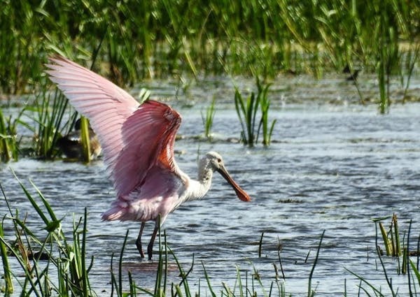 A roseate spoonbill caught in the act in Bloomington on Sunday.