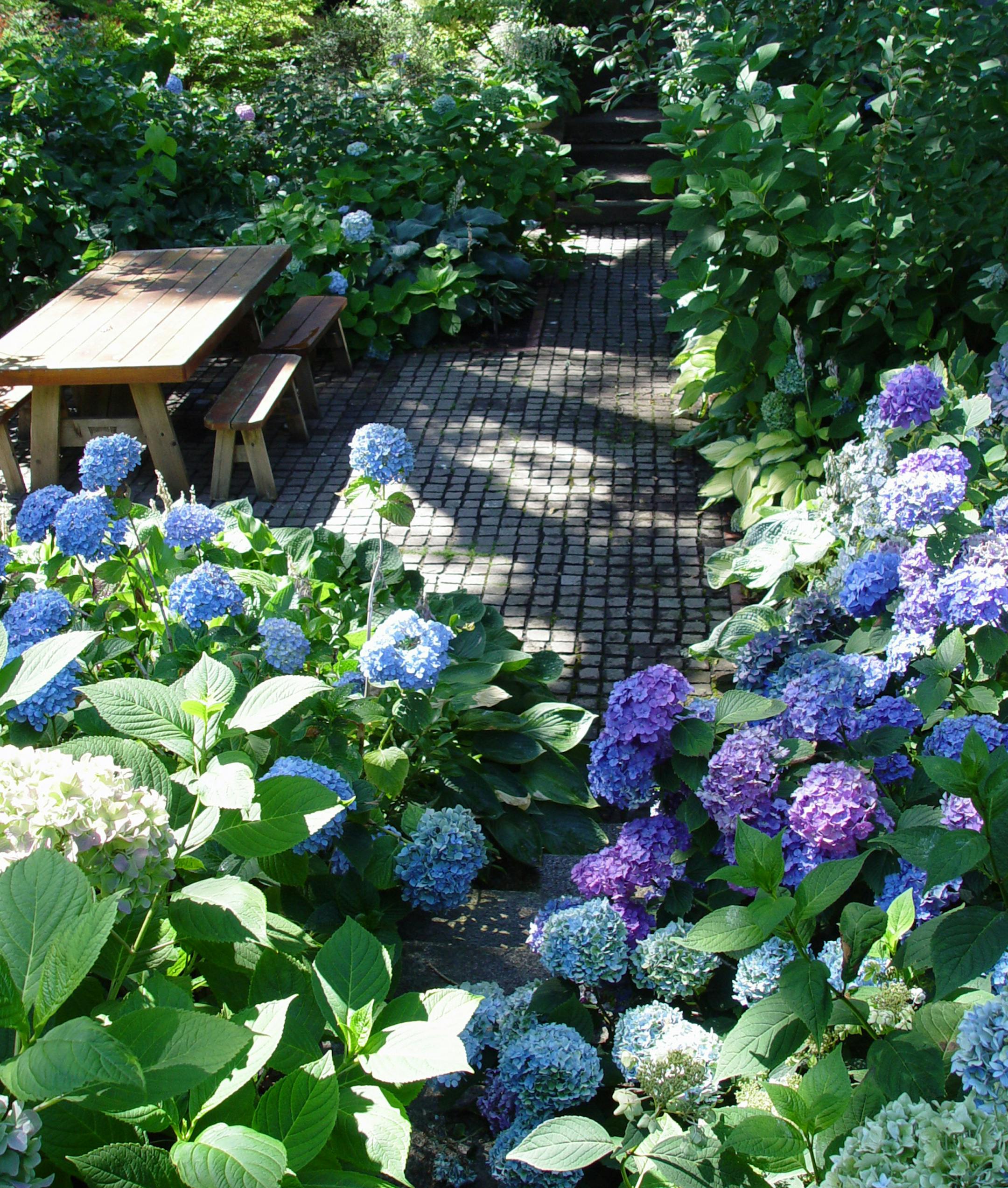 A fine group of large old hydrangeas is a valuable asset you won't want to sacrifice to drought. (Handout) ORG XMIT: 1172590