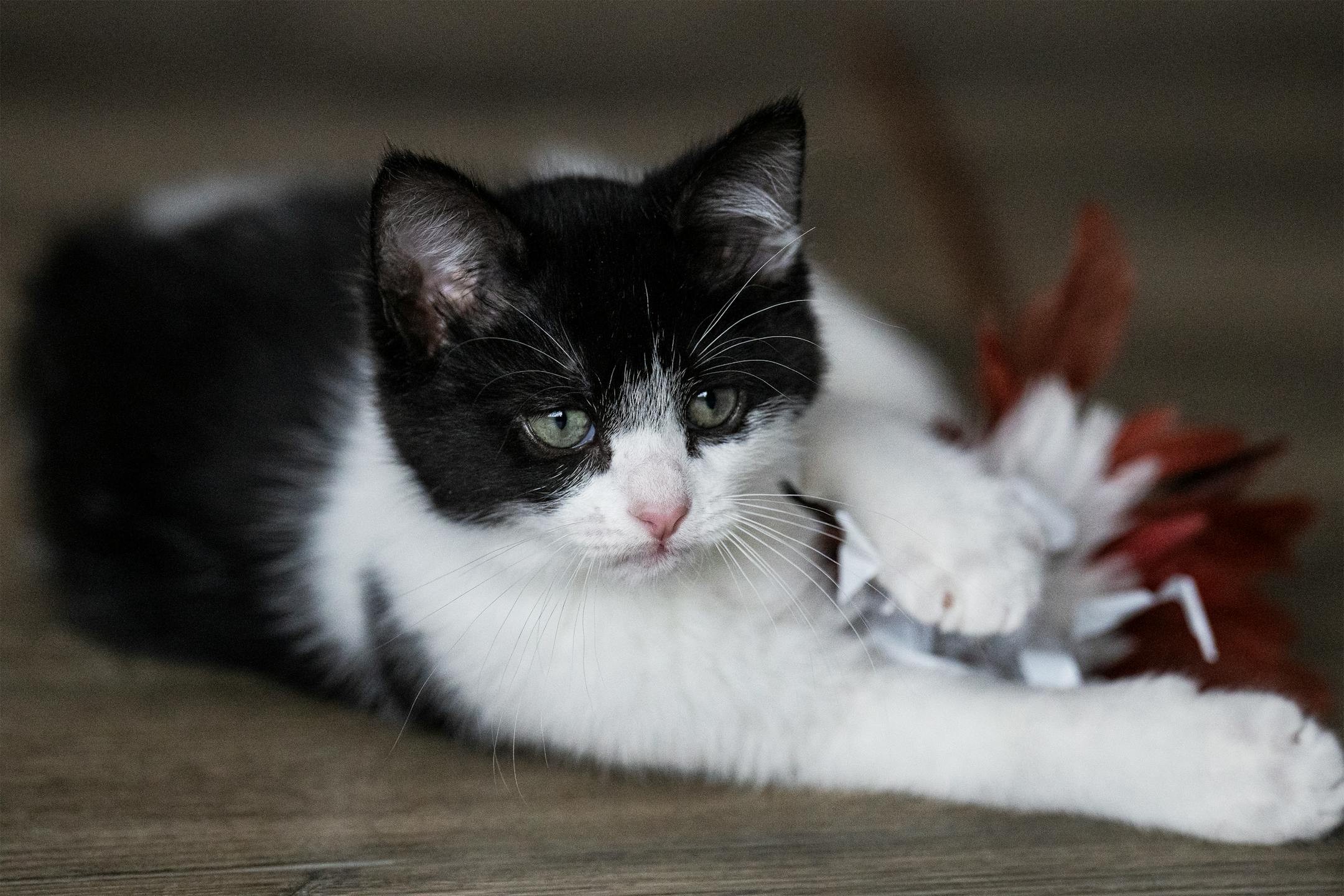 This kitten practices its version of cat yoga at the Yoga Retreat Center in the presence of other kittens from the Bitty Kitty Brigade, which is a no-kill animal rescue that focuses on orphaned kittens in St. Louis Park, Minn., on Sunday, July 24, 2022. The non-profit is funded entirely by donations and grants. ] RICHARD TSONG-TAATARII • richard.tsong-taatarii@startribune.com