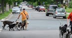 Curtis Johnson walks a group of dogs from his dog walking group, Citizen Kanine, in Minneapolis, Minn., on Monday June 15, 2015. Curtis Johnson, a pro