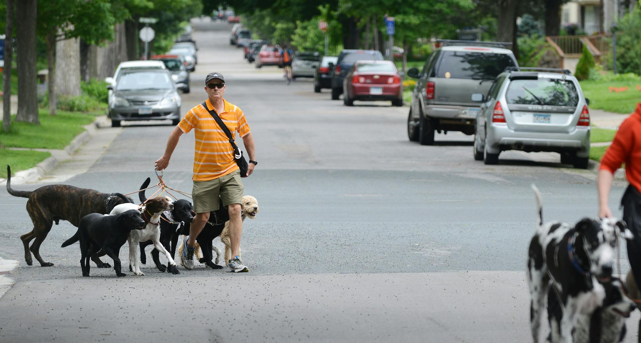 Curtis Johnson walks a group of dogs from his dog walking group, Citizen Kanine, in Minneapolis, Minn., on Monday June 15, 2015. Curtis Johnson, a professional dog walker, is the owner of Citizen Kanine. ] RACHEL WOOLF ï rachel.woolf@startribune.com