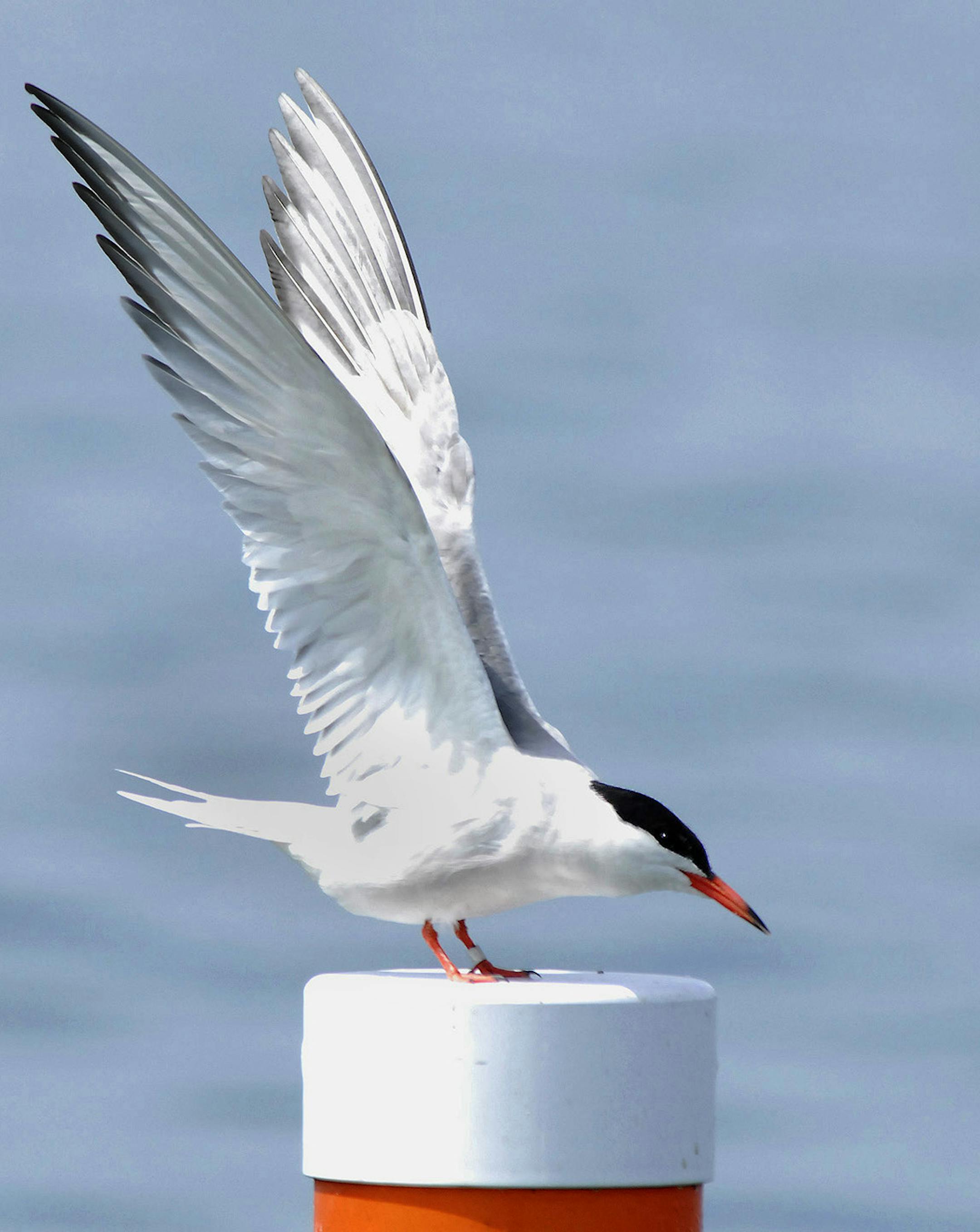 Common terns were almost wiped by the hat trade.
credit: Jim Williams