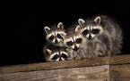 Like any seasoned crooks, the racoons that pilfered an order of Mexican food were masked.