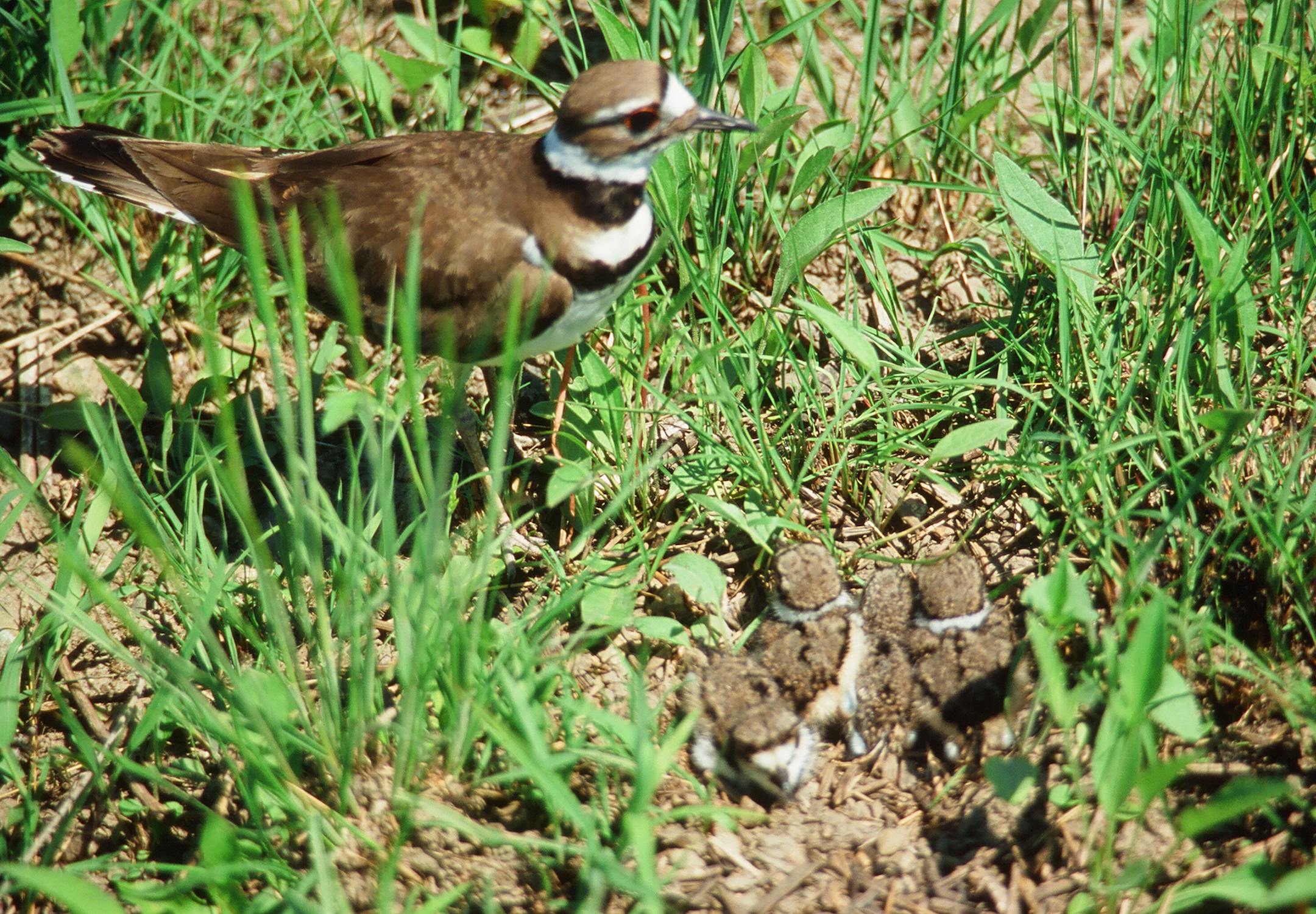 Dave Jacobson and his kildeer story, Outdoors Weekend