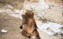 Photo of a grizzly bear sitting on its haunches and waving at the camera