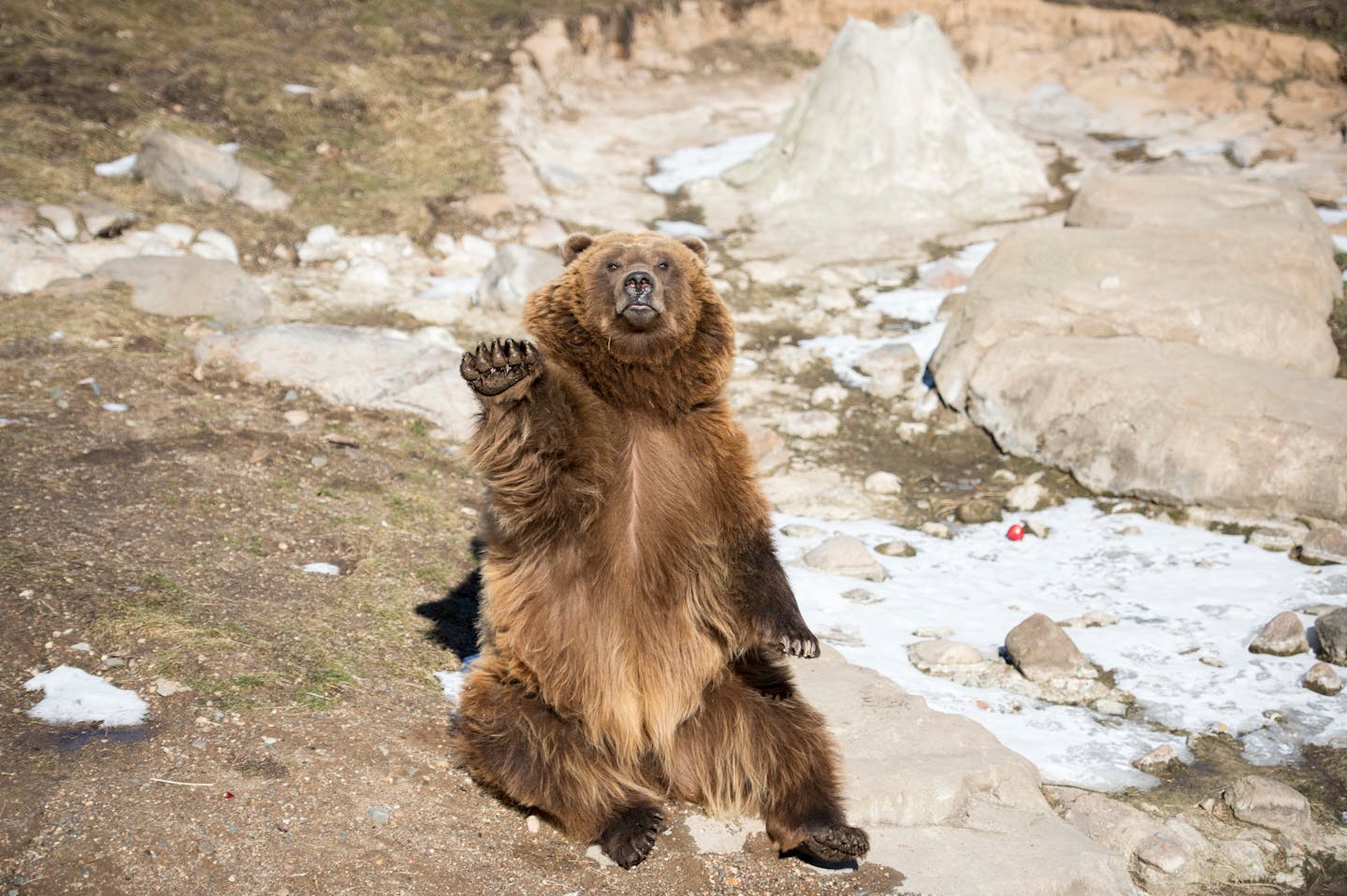 Photo of a grizzly bear sitting on its haunches and waving at the camera