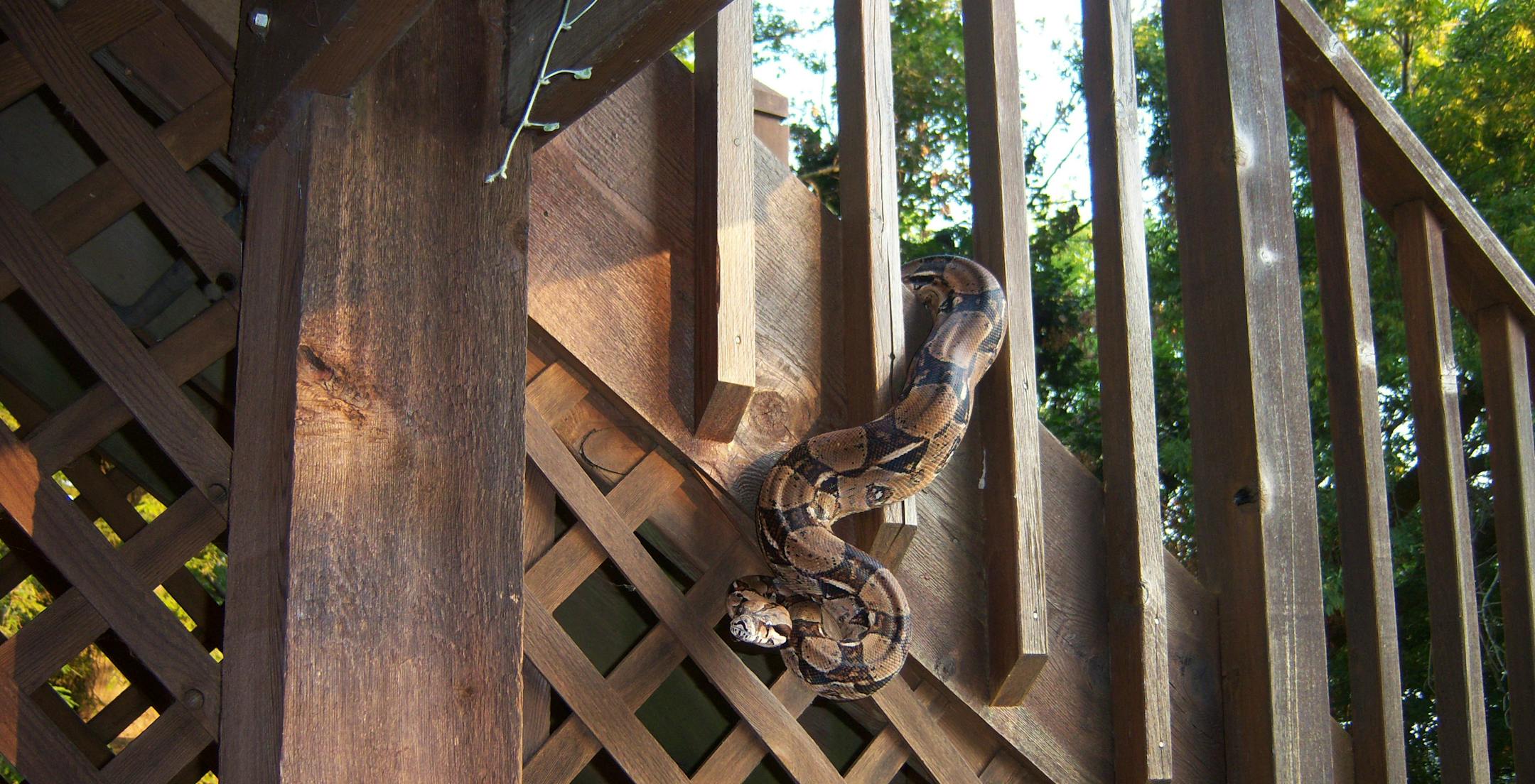 Paul Kiolbasa found this boa constrictor on his deck.