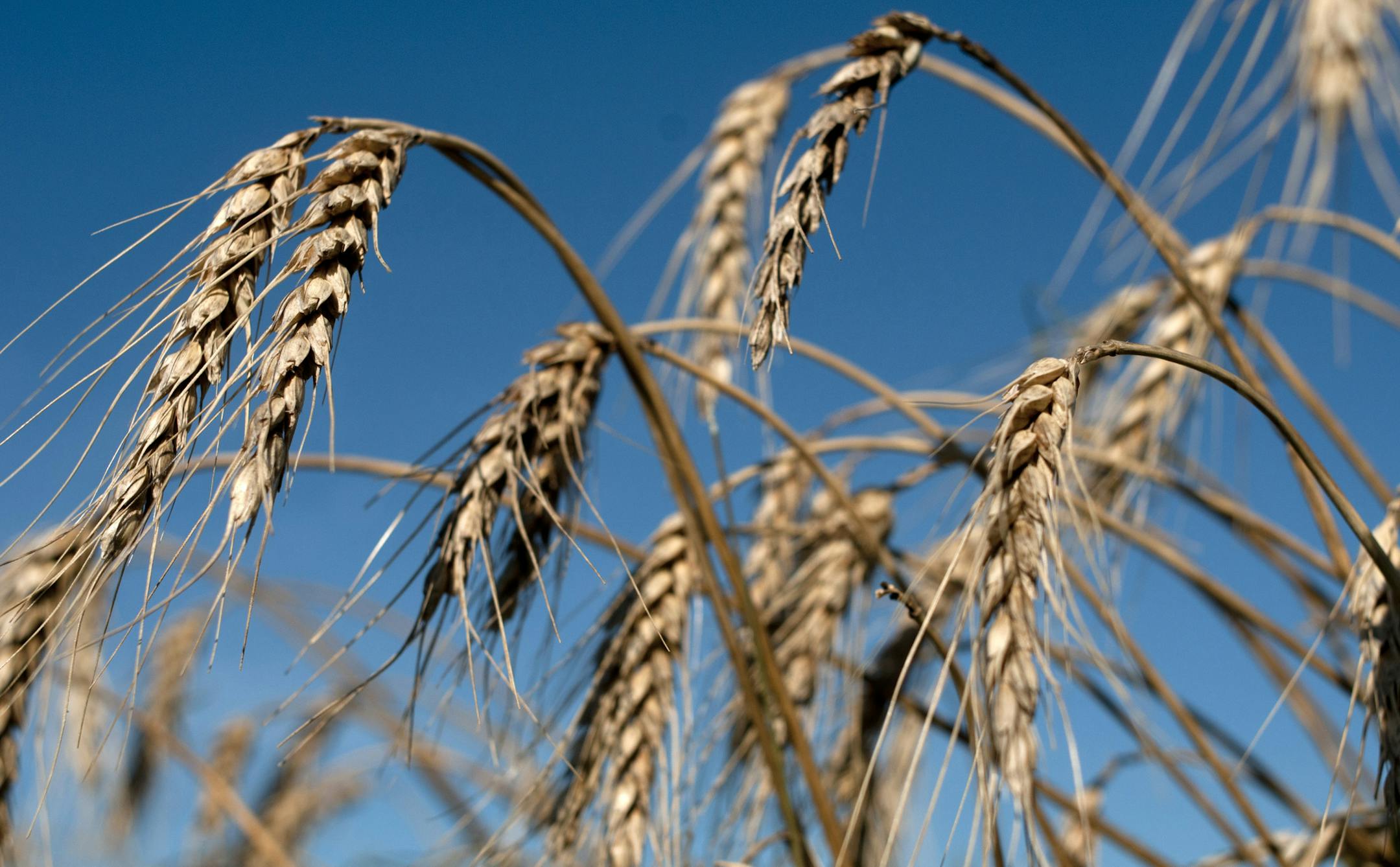 Wheat stands in a field during harvest near Salto, Argentina, on Monday, Dec. 24, 2012. Argentina, South Americaís largest wheat producer, will have a current crop as low as 9 million tons because of excess rain, heat and plant diseases, a board director of wheat producers association Aaprotrigo said. Photographer: Diego Giudice/Bloomberg ORG XMIT: 158921298