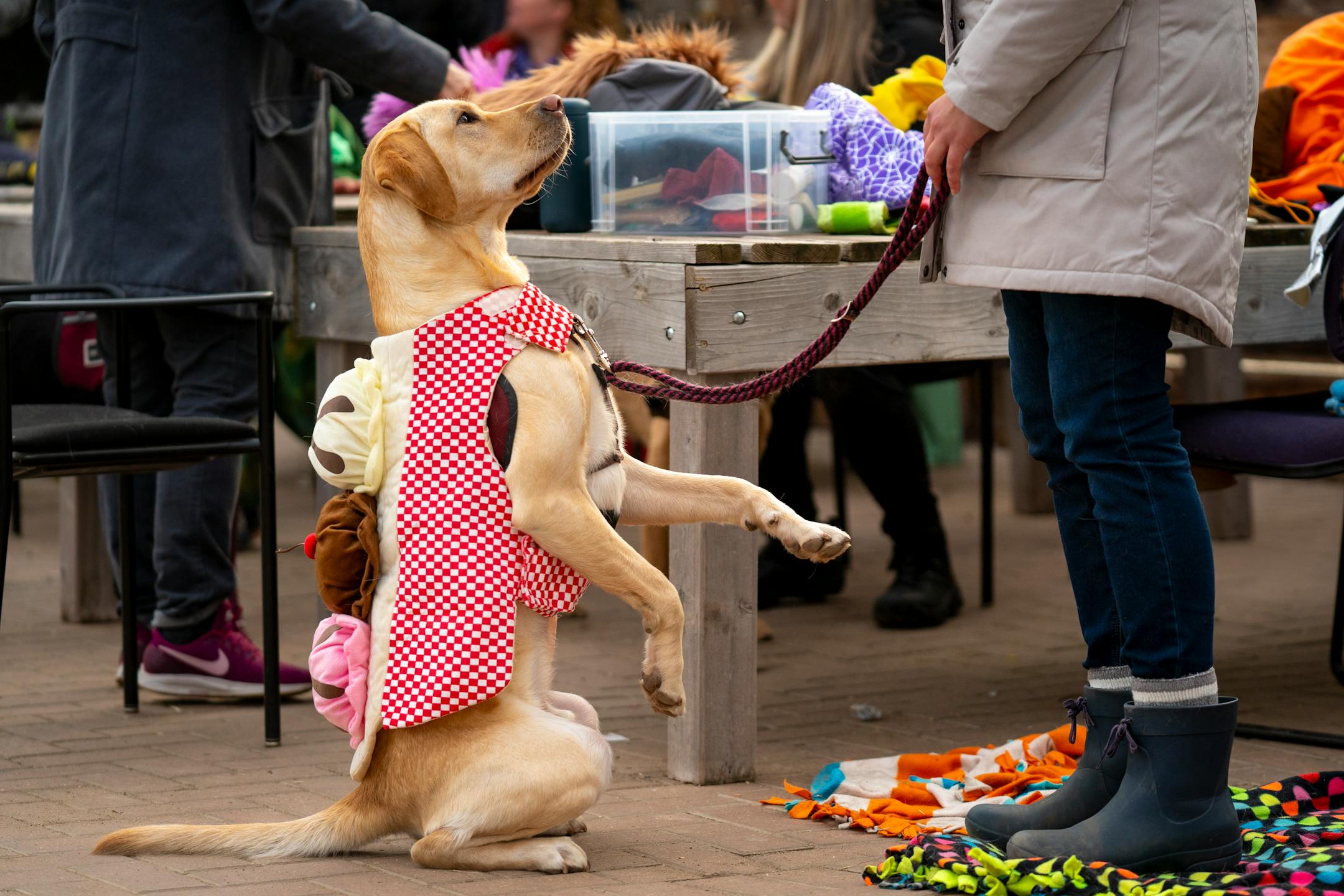 Lenny, a service dog with Pawsitive Perspectives Assistance Dogs (PawPADs) "sits pretty" in his ice cream sundae costume at Cottage Grove's Fall Fun Days.