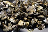 DNR officials showed this example of zebra mussels clustered on a small tree branch that had fallen into Rice Lake near Brainard.