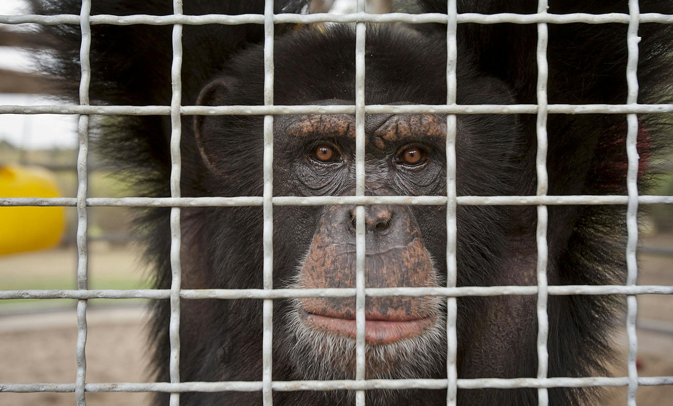 Marlon, 10, a chimpanzee, in his outdoor cage at the New Iberia Research Center in New Iberia, La., Oct. 28, 2011. A major push by advocacy groups could bring a decision within a year to stop chimpanzee lab experiments, which are assailed by critics as cruel and unnecessary. (Tim Mueller/The New York Times) ORG XMIT: MIN2013121215185145