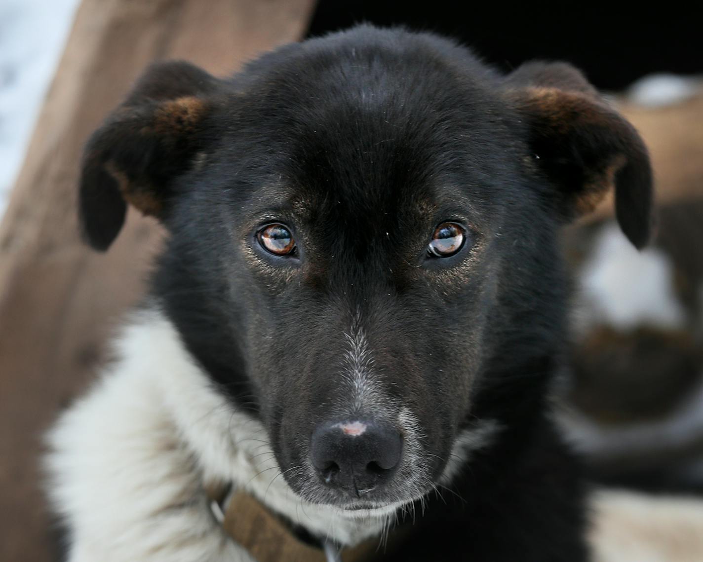 Pinto - Colleen Wallin, Silver Creek Sled Dogs, handicaps her gang line and tells us what makes her dogs tick. Advancer for Beargrease Sled Dog Race. ] BRIAN PETERSON ¥ brian.peterson@startribune.com
Two Harbors, MN 12/18/2017