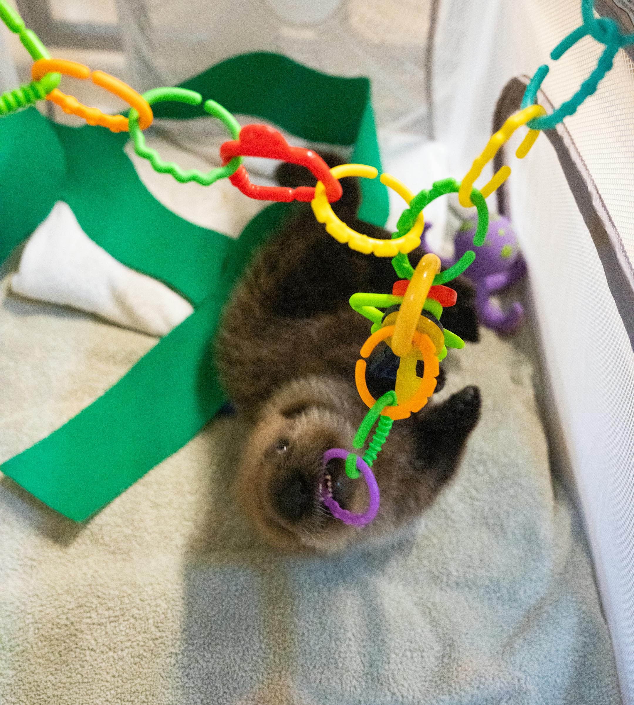 Nuka bites at a baby toy inside her play pen at the Minnesota Zoo in Apple Valley, Minn., on Wednesday, Oct. 25, 2023.