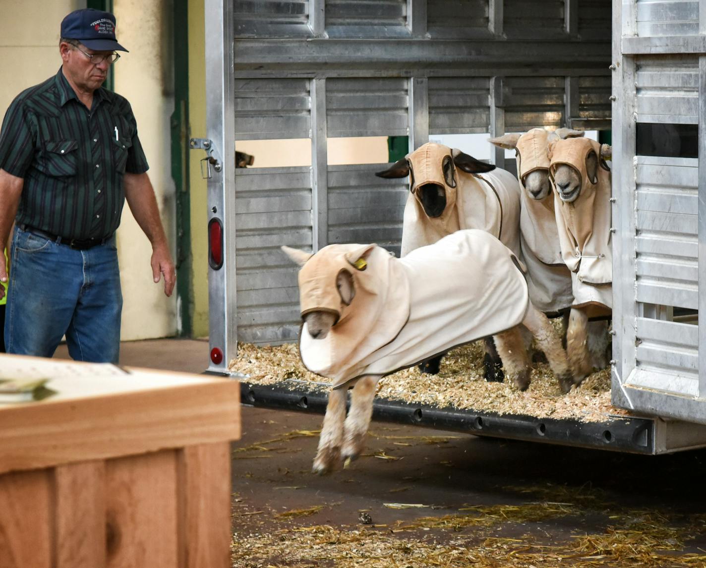 Sheep are unloaded Monday at the Minnesota State Fair, ] GLEN STUBBE * gstubbe@startribune.com MONDAY, August 29, 2016