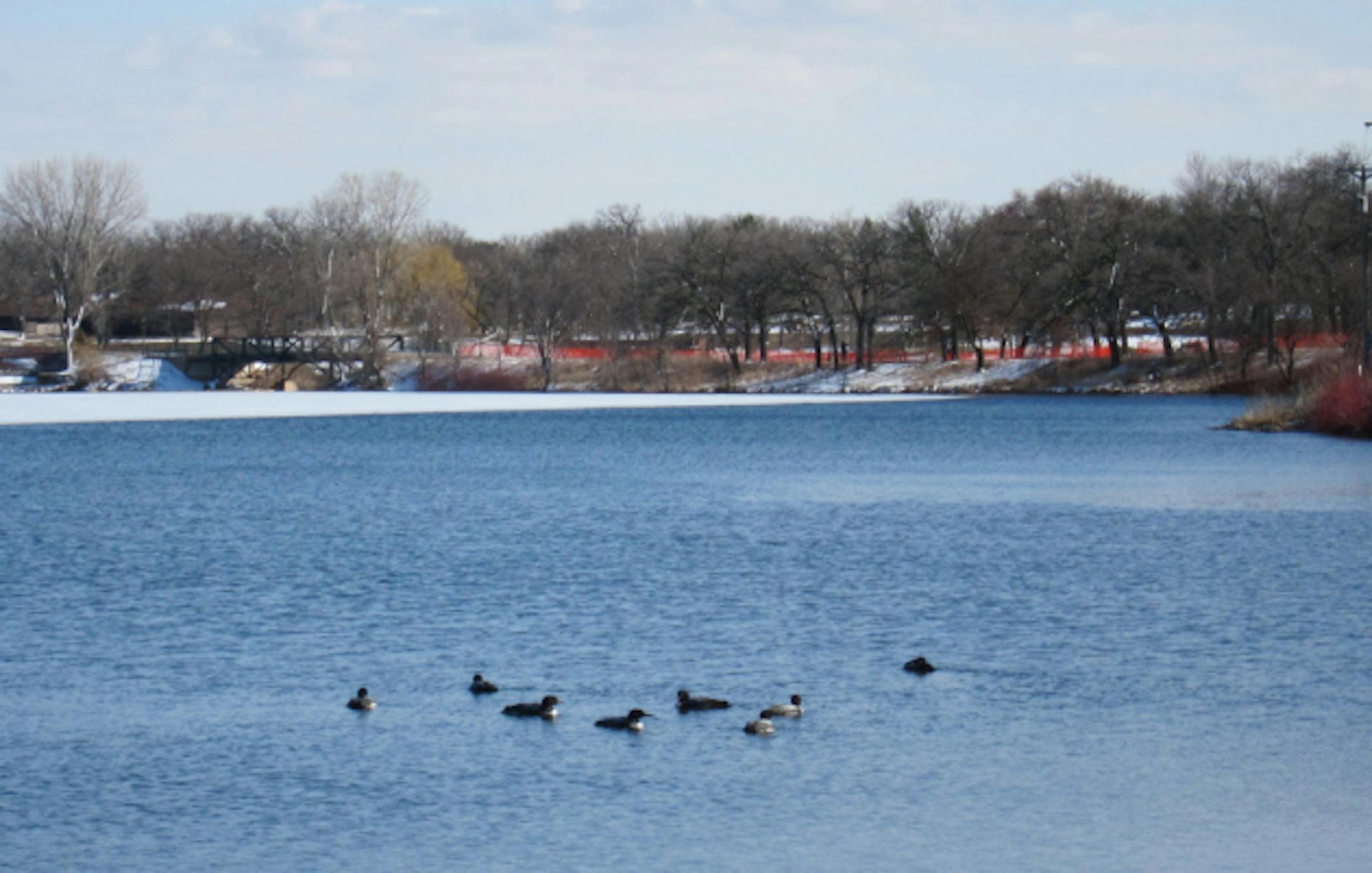 Loons on Lake Phalen.