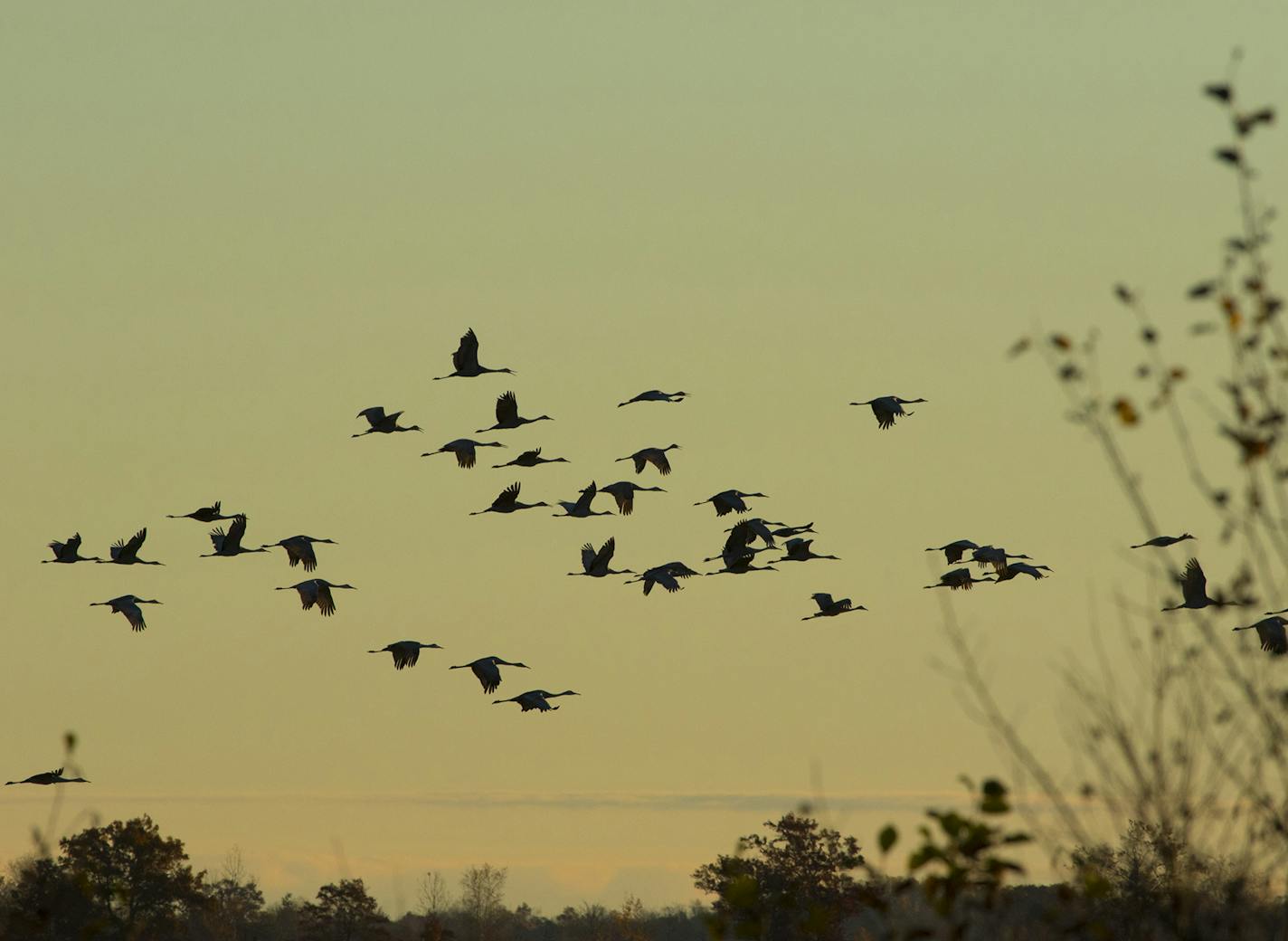 Crex Meadows Wildlife Area: Sandhill cranes cut across the morning sky Oct. 20.