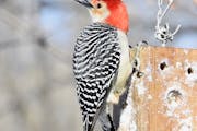 Red-bellied woodpeckers don't migrate. Does this help them live longer? Jim Williams photo