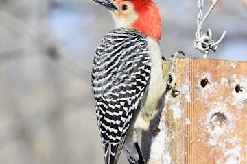 Red-bellied woodpeckers don't migrate. Does this help them live longer? Jim Williams photo