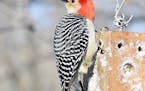 Red-bellied woodpeckers don't migrate. Does this help them live longer? Jim Williams photo