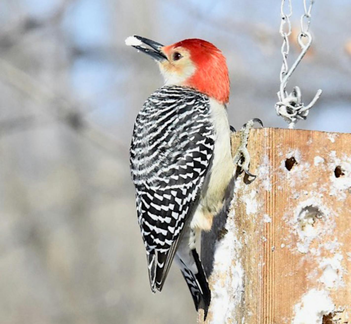 Red-bellied woodpeckers don't migrate. Does this help them live longer? Jim Williams photo