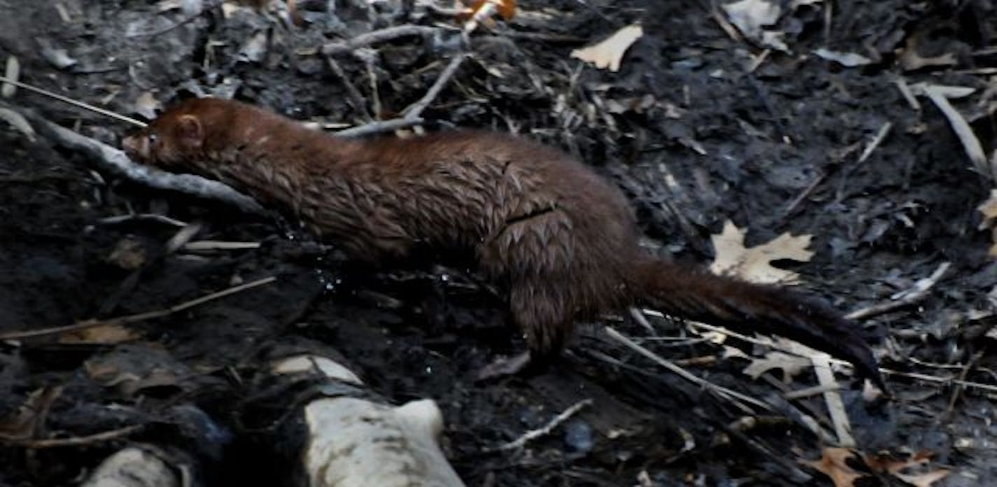 Mink are valued by the high-end fashion industry for their fur. Pelting season is drawing near.