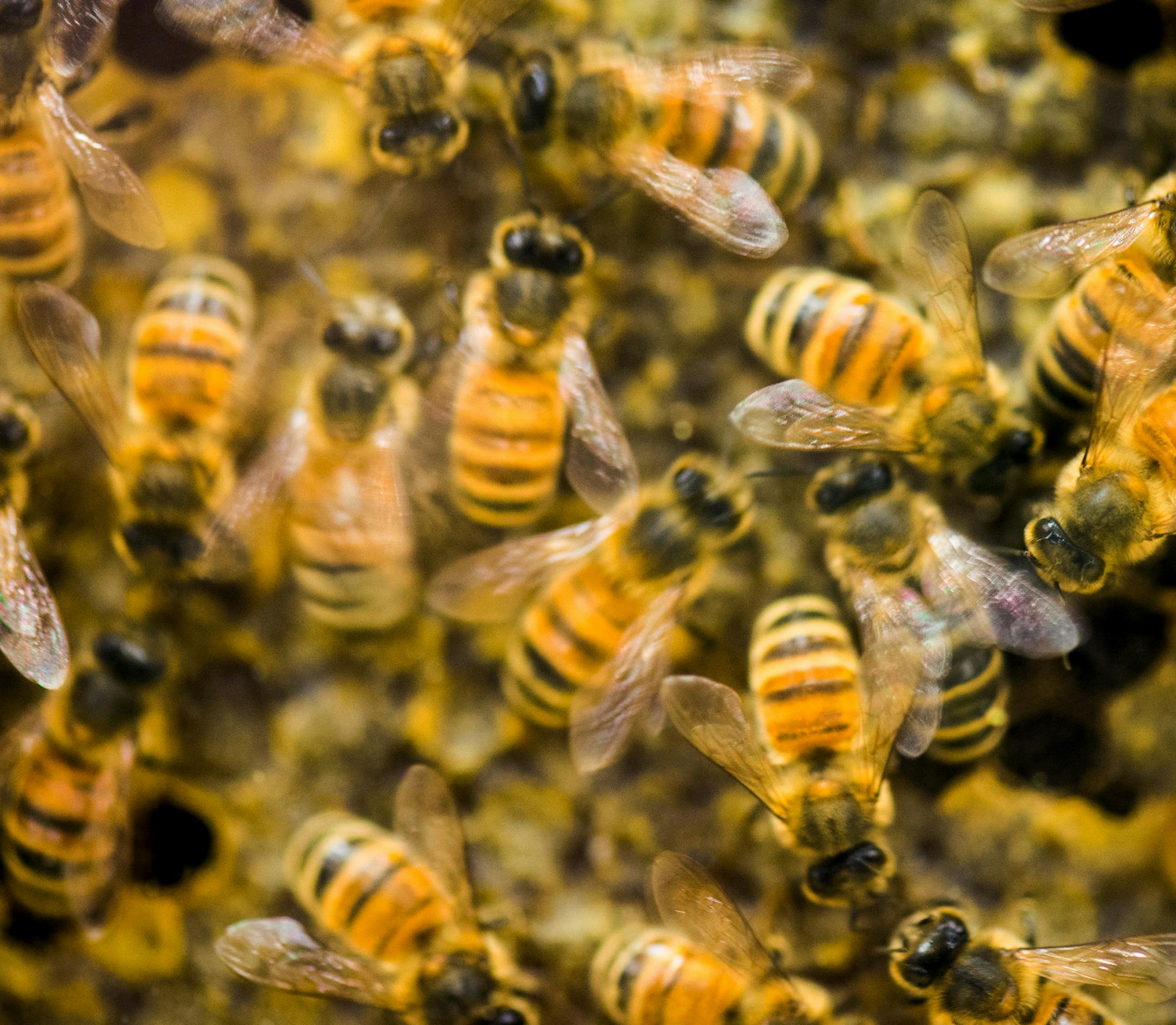FILE - In this Jan. 28, 2014, file photo, a hive of honey bees is on display at the Vermont Beekeeping Supply booth at the 82nd annual Vermont Farm Show at the Champlain Valley Expo in Essex Jct., Vt. Since April 2014, beekeepers lost 42.1 percent of their colonies, the second highest loss rate in nine years, and then managed to recover a bit, according to an annual survey conducted by a bee partnership that includes the U.S. Department of Agriculture.(AP Photo/Andy Duback, File)