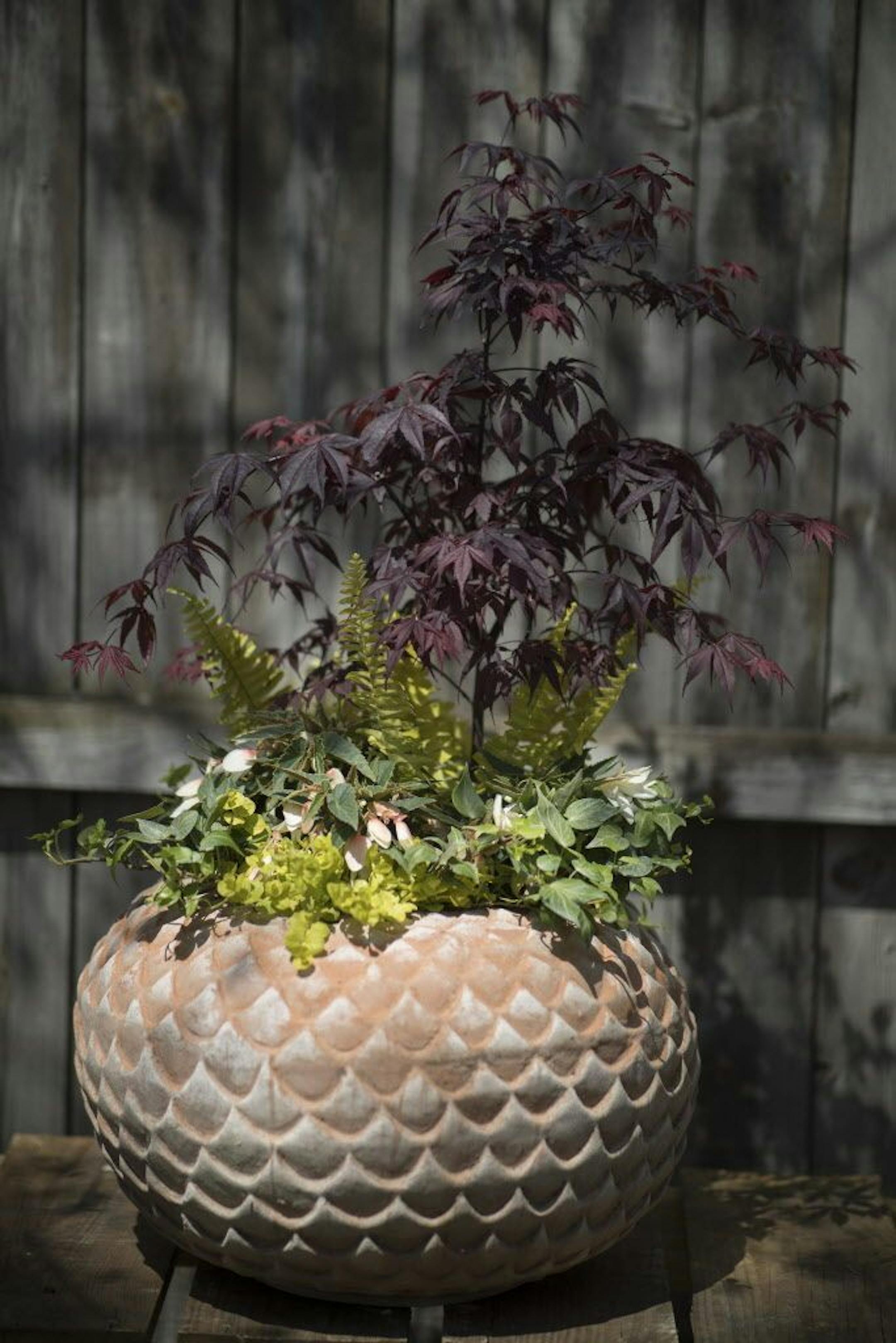 To give you fresh ideas for container gardens, we turned to Dean Engelmann, co-owner of Tangletown Gardens in South Minneapolis. For the recipe for JAPANESE TEA LIGHT, see story