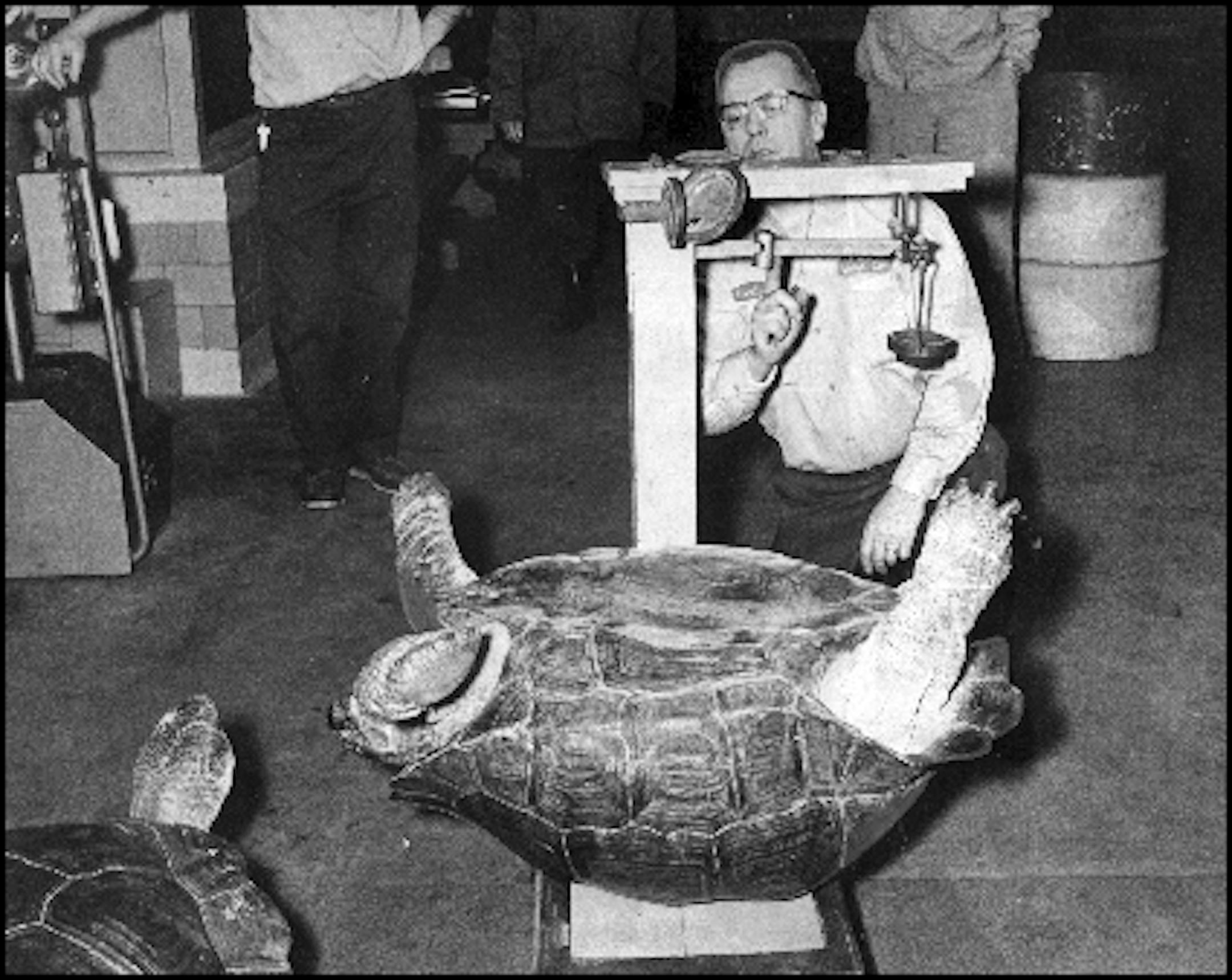 Jan. 10, 1967: SHELL GAME -- Annual weighing-in ceremonies were held Monday at the Como Park Zoo in St. Paul. Once a year the animals are weighed to see that they are in good physical condition. This turtle, one of several at the zoo, weighed in at 216 pounds, according to Carlo Pyhaluoto, who did the weighing. The turtle was placed on its back so that it couldn't walk away during the weigh-in.
