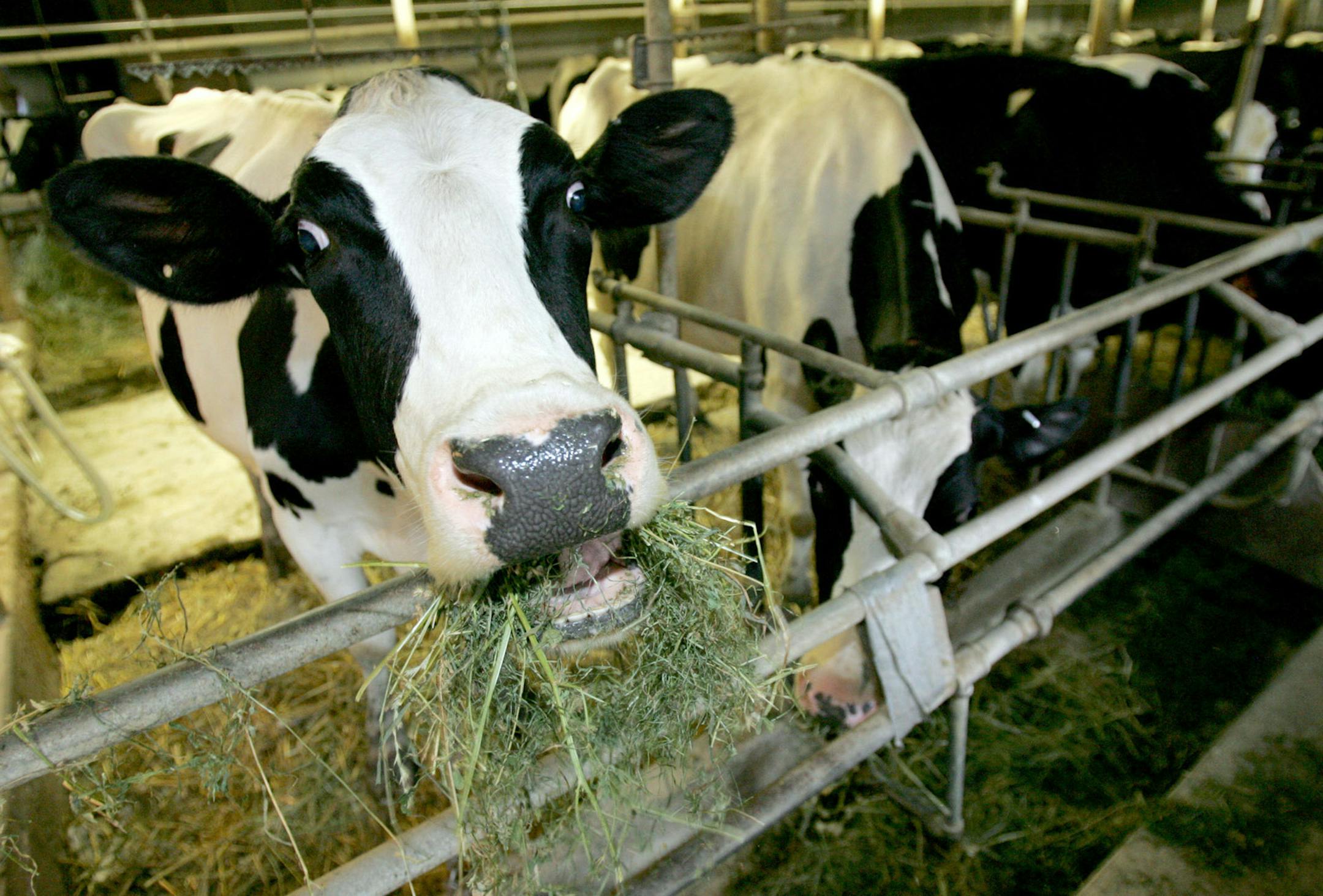 A cow eats hay before being milked at a Hublersburg, Pa., farm on August 11, 2009. (Christopher Weddle/Centre Daily Times/TNS)
