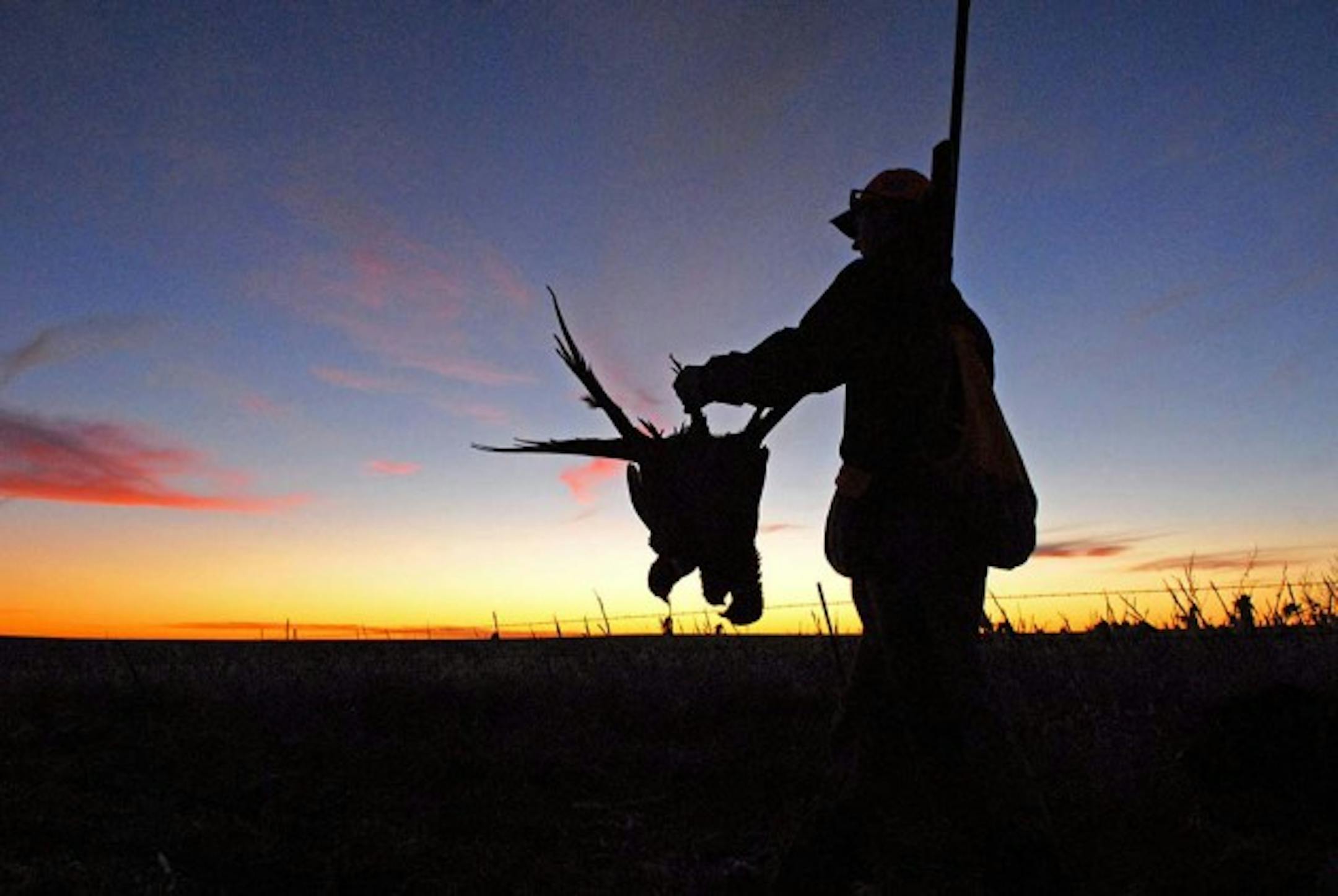 The prospect of ending a day's outing with a three-bird limit of rooster pheasants has kept tens of thousands of non-resident hunters returning to South Dakota each fall. But with a conversion of  conservation acres and grasslands to row crops, the heyday of the state's ringneck hunting may be past.