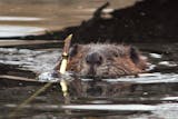 Good news: nobody's going to shoot the beavers. Bad news: Minneapolis Parks and Rec already has beavers trapped and killed.