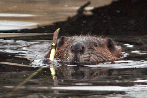 Good news: nobody's going to shoot the beavers. Bad news: Minneapolis Parks and Rec already has beavers trapped and killed.