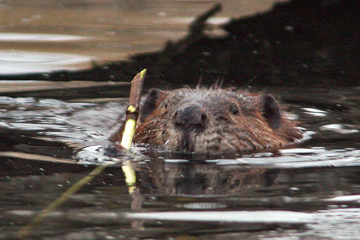 Good news: nobody's going to shoot the beavers. Bad news: Minneapolis Parks and Rec already has beavers trapped and killed.