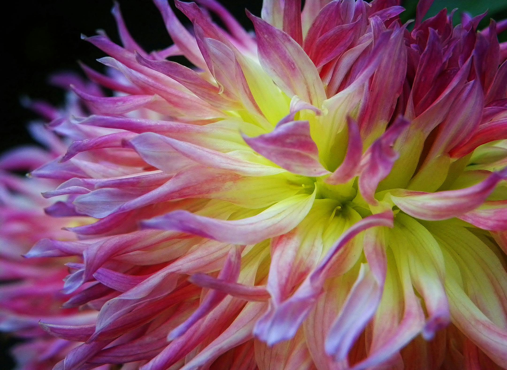 Photographer: Karen Feiker, Minneapolis. The photo: Although dahlias may not be the usual fall subject, these photos were taken at the end of September when they are in bloom. [focus101616
