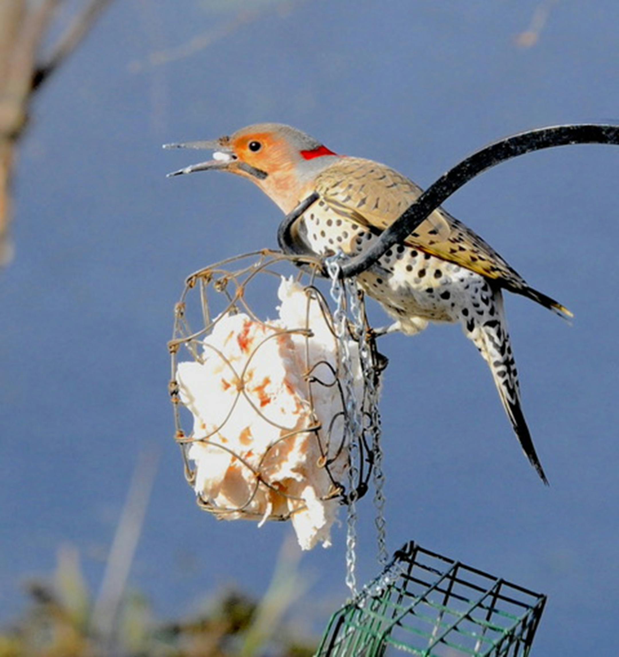 Northern flickers are attracted to suet and peanuts. Jim Williams photo