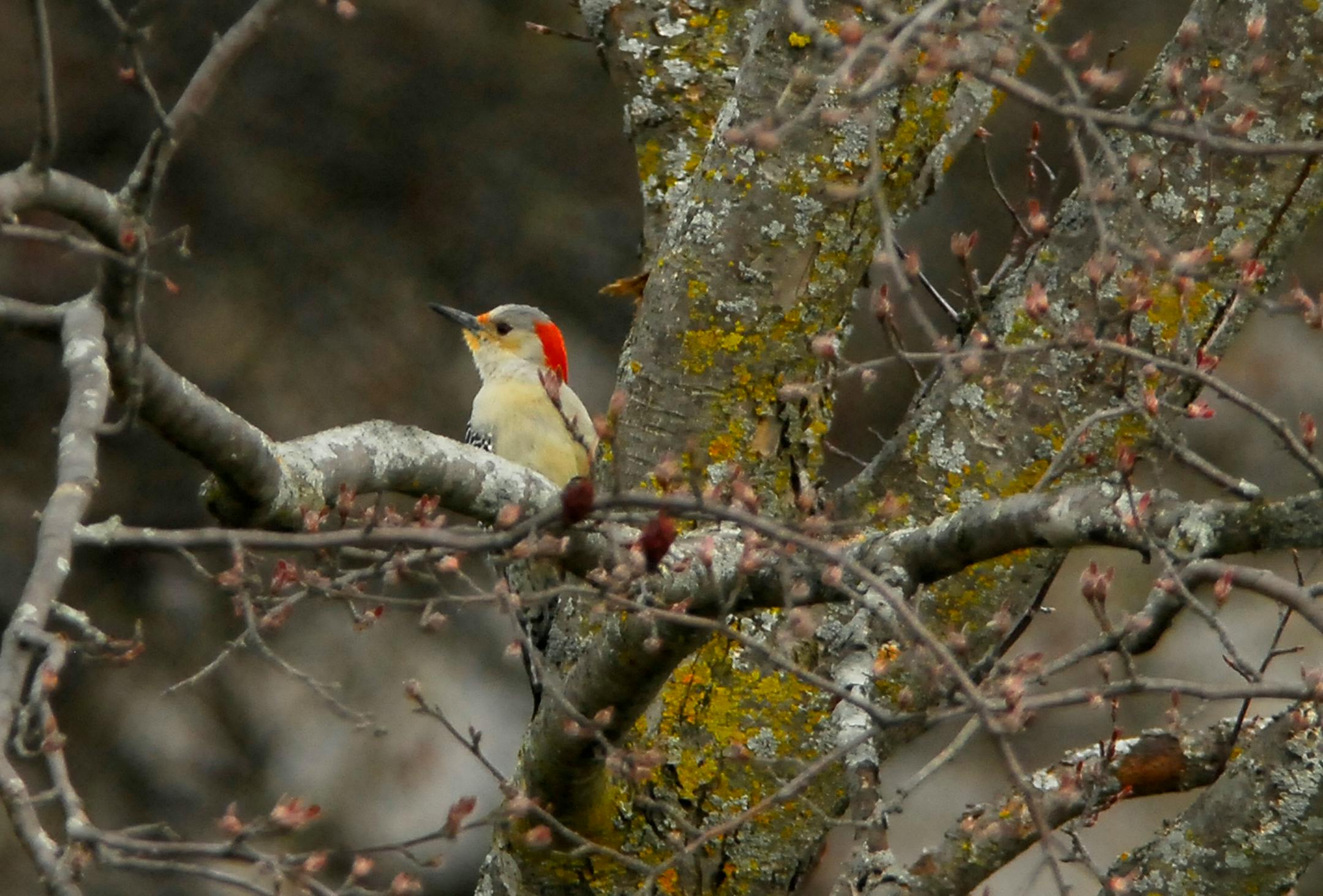 Red-bellied woodpecker in breeding plumage. Jim Williams photo