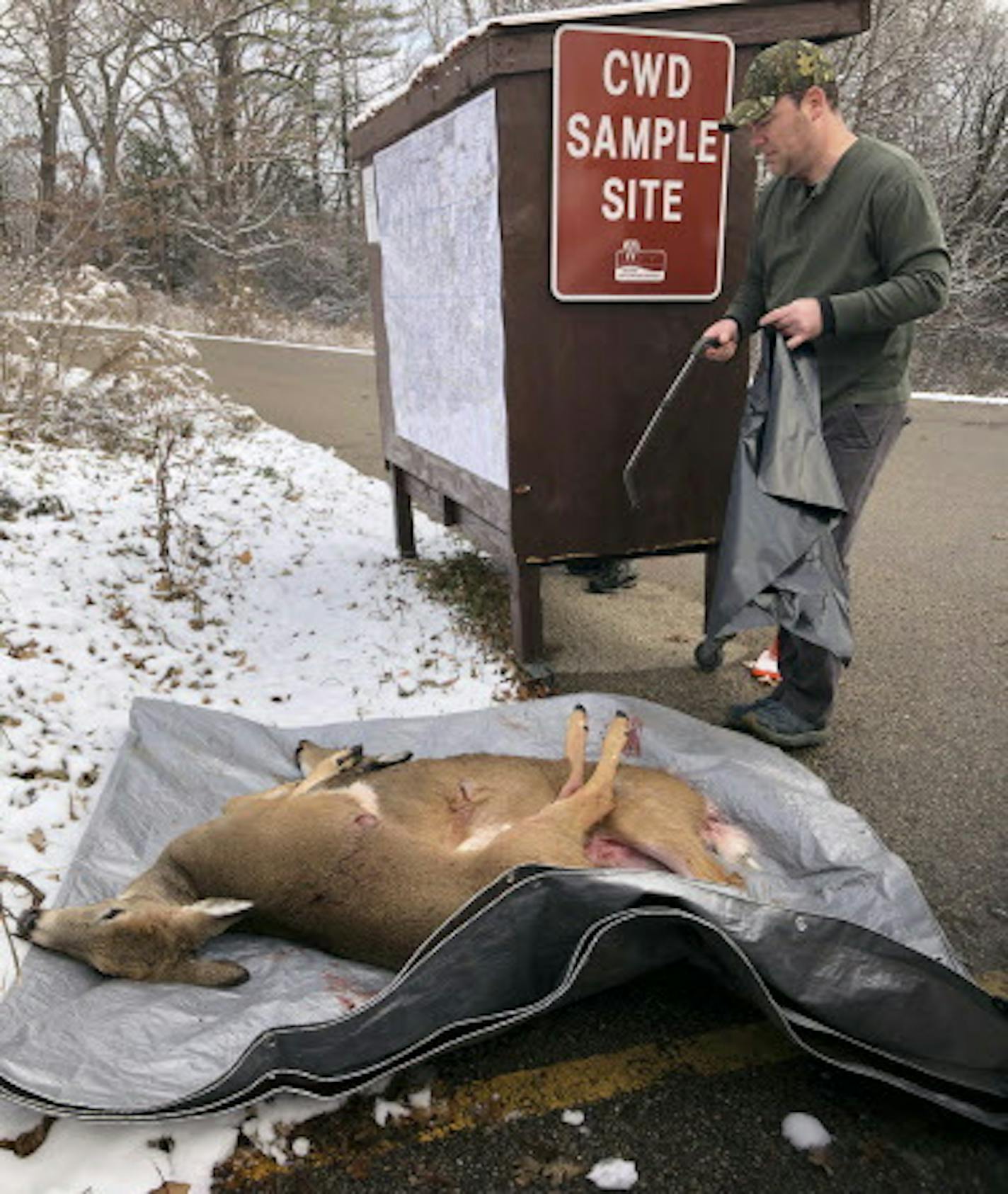 In this Nov. 17, 2018, photo, Paul Boehnlein prepares two young deer shot by his hunting partner Kristin Braziunas for testing for chronic wasting disease at the sample site behind the Wisconsin Department of Natural Resources office in Fitchburg, Wis. The animals were shot in Iowa County, where CWD is prevalent in the wild deer herd. (Dee J. Hall/Wisconsin Center for Investigative Journalism via AP)