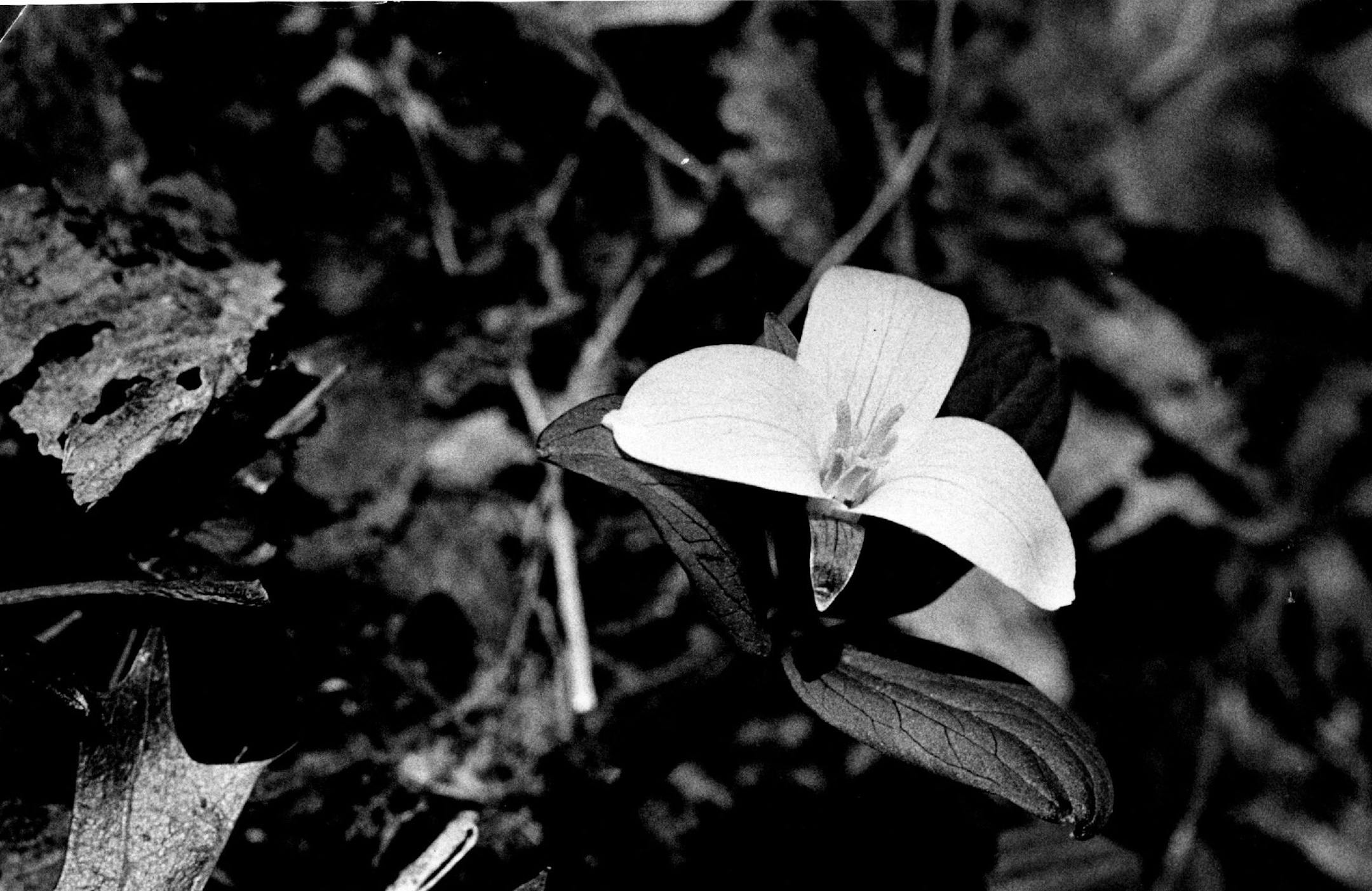 April 8, 1976 The one on the right is easily recognizable: It's a snow trillium, which was blooming Wednesday at Eloise Butler Wildflower Garden. April 6, 1976 April 7, 1976 John Croft, Minneapolis Star Tribune