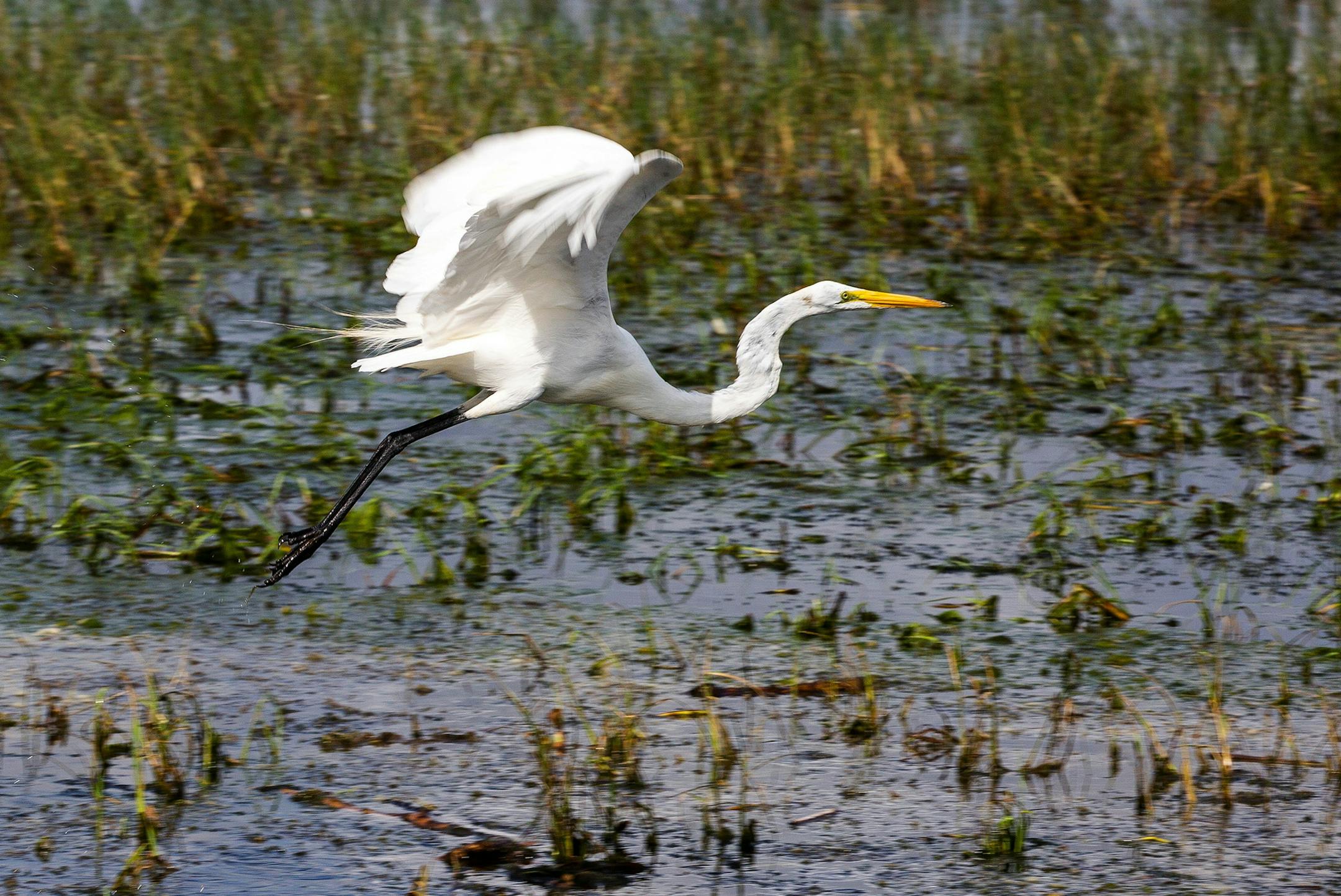 A great egret takes off over the water of Lake Tohopekaliga. (Patrick Connolly/Orlando Sentinel/TNS)