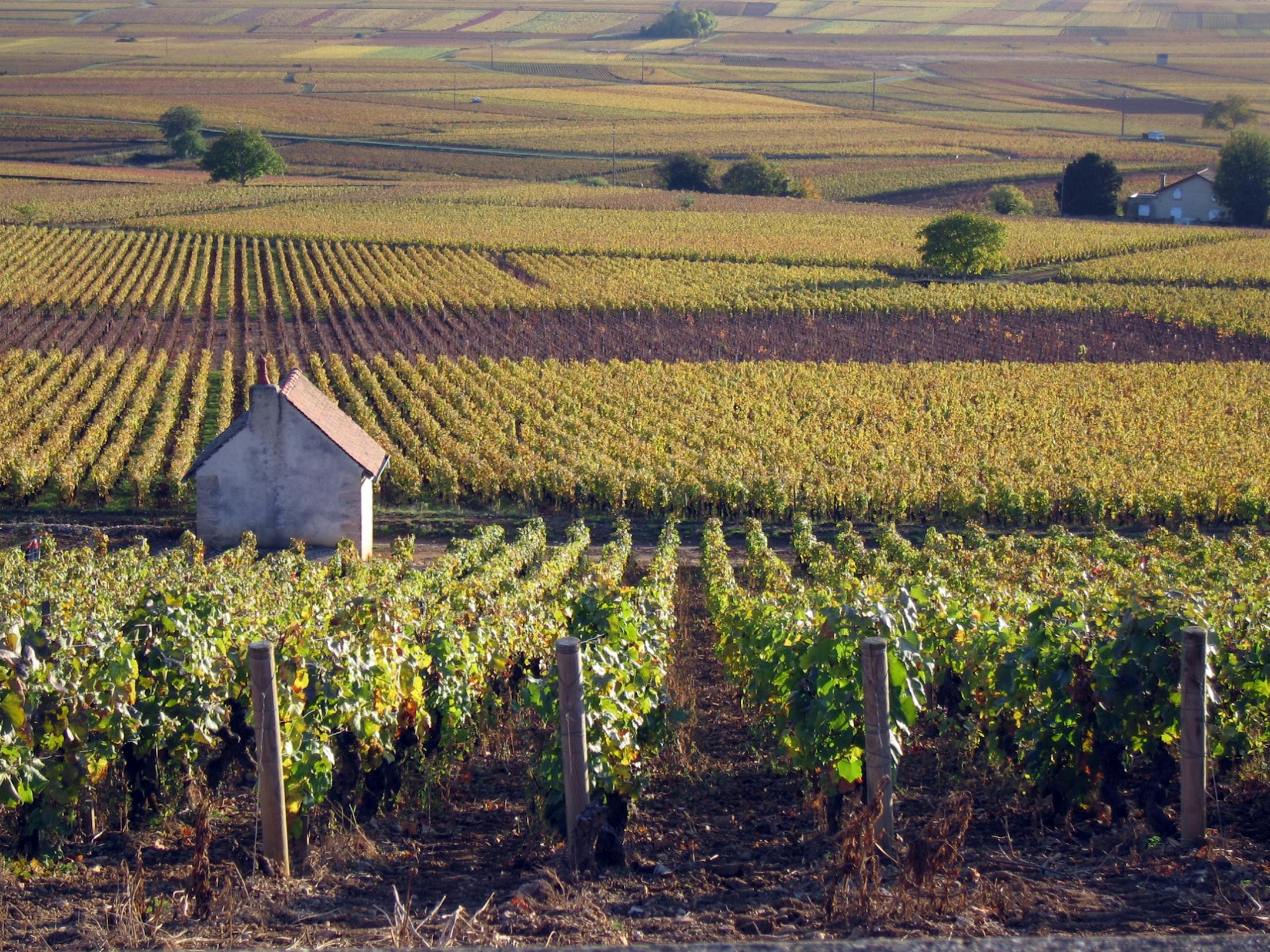 The vineyards seem to go on forever in Burgundy.