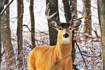 Some experts have said that there are too many deer in some jurisdictions.