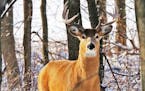 Some experts have said that there are too many deer in some jurisdictions.