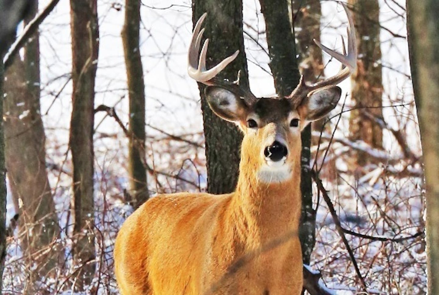 Some experts have said that there are too many deer in some jurisdictions.