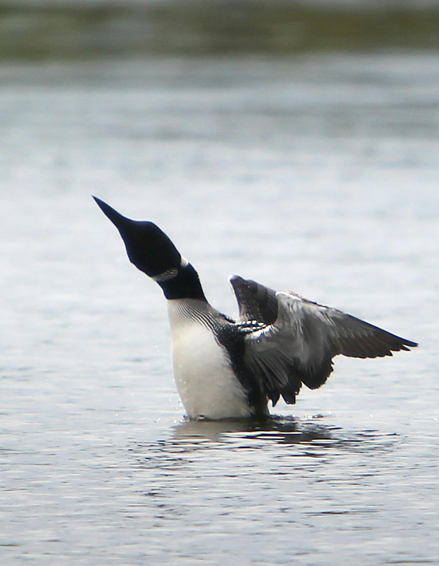 ONE TIME USE: A loon spreads its wings on Eagle Lake in Crow Wing County. Lakeshore residents Bob and Carole Otto (not in photo) launch a homemade nest onto the water each year to provide a safe haven for the loons.