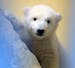 A still unnamed polar bear baby plays at the zoo in Bremerhaven, Germany, Wednesday March 12, 2014. The female polar bear cub was born on Dec. 16, 201