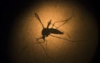 The Zika virus, carried mainly by the Aedes mosquito species but also transmitted sexually among humans, has ravaged Puerto Rico, where 2,500 people h